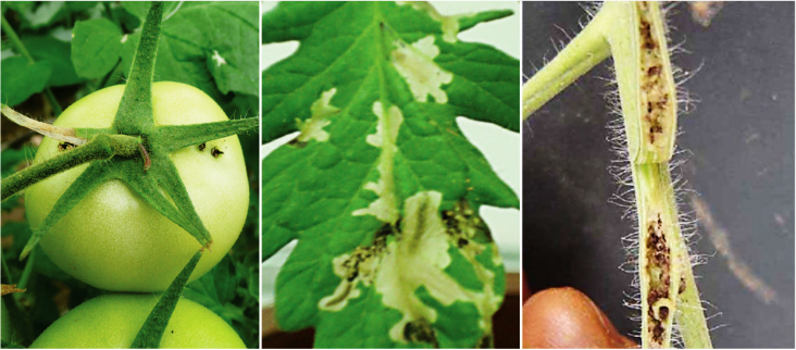 Insecticide pentru tomate impotriva Moliei tomatelor - Tuta absoluta