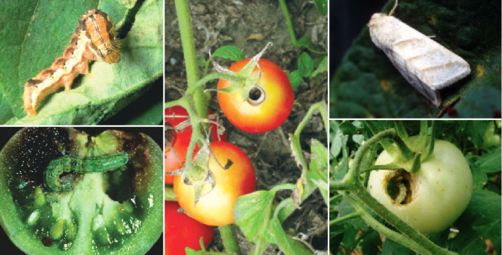 Insecticide pentru tomate impotriva Omida fructificatiilor - Heliothis armigera (Helicoverpa armigera)