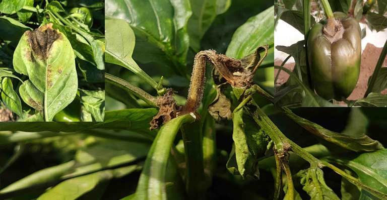 Botrytis cinerea - putregaiul cenusiu la ardei