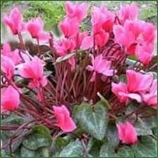 cyclamen