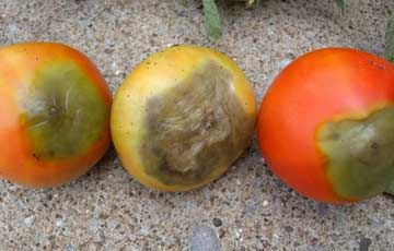 Carenta de calciu la tomate