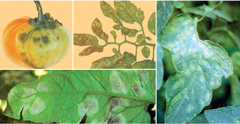 Cladosporium fulvum - patarea cafenie a tomatelor