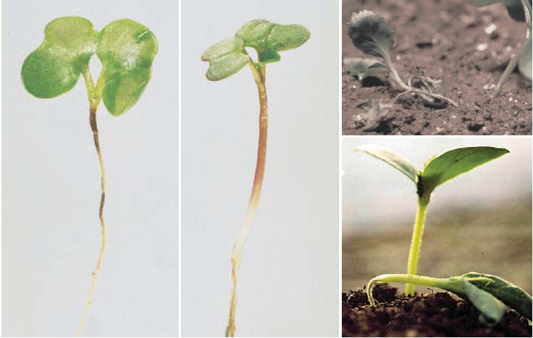 Pythium ultimum - caderea plantutelor la ardei 