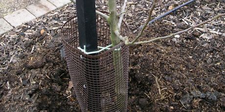 plasa protectie pomi fructiferi