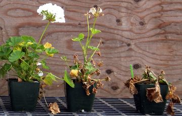 Caderea plantutelor - ghiveci