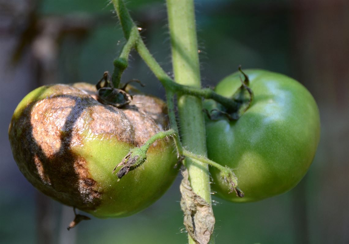 Mana la tomate - fructe.1