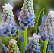 Bulbi de flori Muscari Armeniacum Lady Blue 10buc