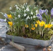 Aranjament bulbi toamna Ghiocei si Crocus 