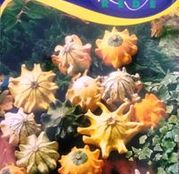 Seminte dovleac decorativ Cucurbita pepo1g (bohocsapka)