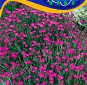 Seminte flori Garofite (Dianthus deltoides) roz 0.50g