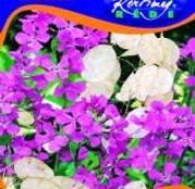 Seminte flori Pana zburatorului (Lunaria rediviva) 0.5g 