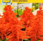 Seminte flori Salvia (Salvia splendens) 0.3g