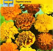 Seminte flori Craite inalte (Tagetes erecta) Bonita Mix 1g