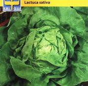 Seminte Salata May King 1g