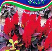 Seminte flori Creasta Cocosului (Celosia argentea plumosa) Bikaver 0.5g