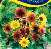 Seminte flori Floarea soarelui decorativa Paquito (Helianthus annuus) amestec de flori 