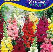 Seminte flori Gura leului (Antirrhinum majus) amestec de flori 0,50g