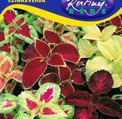 Seminte flori Urzica decorativa (Coleus blumei) amestec de culori 0.25g