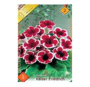 Bulbi de flori Gloxinia Kaiser Friedrich 1 buc