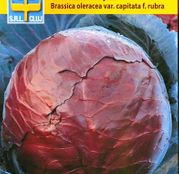Seminte Varza rosie Dauerrot 2g