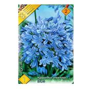 Bulbi de flori Agapanthus Umbellatus  Blue 1buc