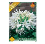 Bulbi de flori Agapanthus Umbellatus White 1buc