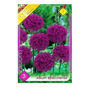 Bulbi de flori Ceapa ornamentala Allium Aflatunense 3buc