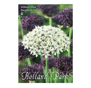 Bulbi de flori Ceapa ornamentala Allium Duo Purple & White 6buc