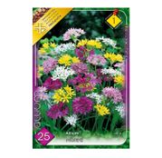 Bulbi de flori Ceapa ornamentala Allium Mix 25buc