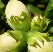 Arbusti fructiferi Alun Comun - 3 plante