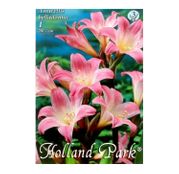 Bulbi de flori Amaryllis Belladonna 1buc