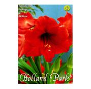 Bulbi de flori Hippeastrum Amaryllis Orange 1buc 