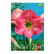 Bulbi de flori Hippeastrum Amaryllis Roz 1buc