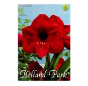 Bulbi de flori Hippeastrum Amaryllis Rosii 1buc