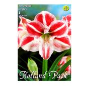 Bulbi de flori Hippeastrum Amaryllis Striped 1buc