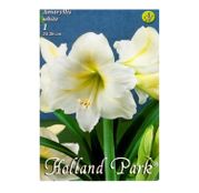 Bulbi de flori Hippeastrum Amaryllis Alb 1buc