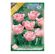 Bulbi de flori Lalele Angelique 7 buc