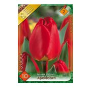Bulbi de flori Lalea Apeldoorn 10buc