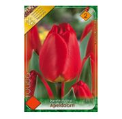 Bulbi de flori Lalele Apeldoorn 8 buc