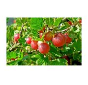 Arbusti fructiferi Agris Hinnonmaki rosu