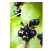 Arbusti fructiferi Coacaz Negru Tisel