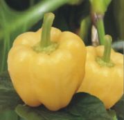 Seminte ardei gras galben Cream Yellow 10 g