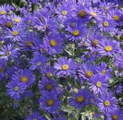 Seminte flori  Aster albastru (Aster amellus) 0.05g