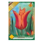 Bulbi de flori Lalele Ballerina 6 buc