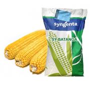 Seminte porumb Batanga Syngenta 50MB