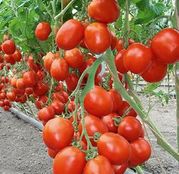 Seminte tomate (rosii) Benito F1 5g