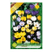 Bulbi de flori Brandusa Crocus Botanical Mixed 10buc