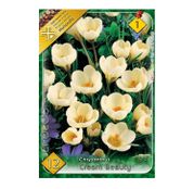 Bulbi de flori Brandusa Crocus Chrysanthus Cream Beauty 12buc