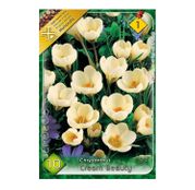 Bulbi de flori Brandusa Crocus Chrysanthus Cream Beauty 10buc