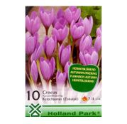 Bulbi de flori Brandusa Crocus Autumnflowering Kotschyanus 10buc